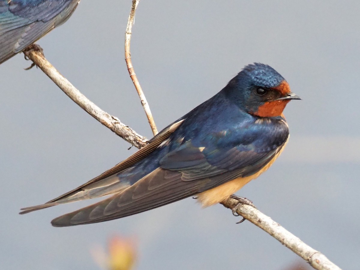 Barn Swallow - ML635374218