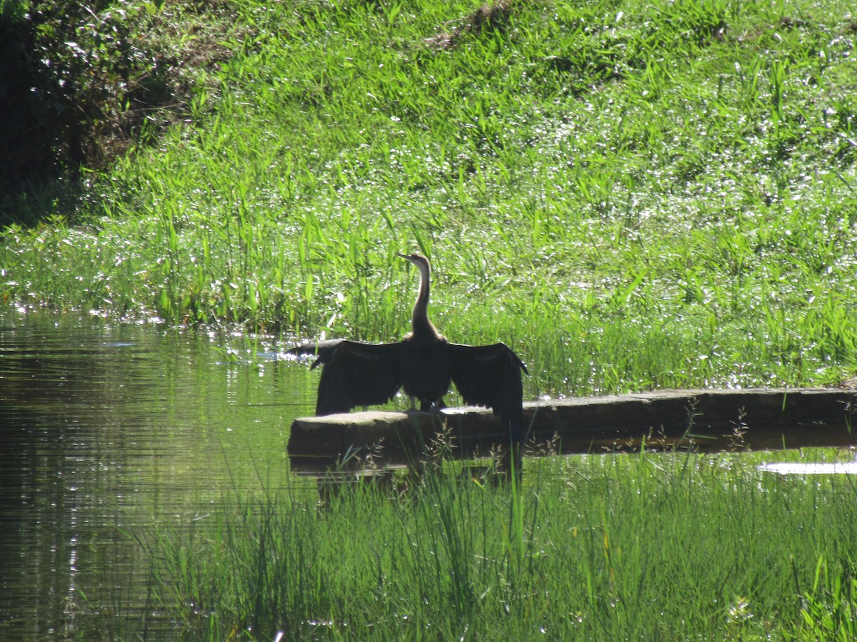 anhinga africká - ML635374228