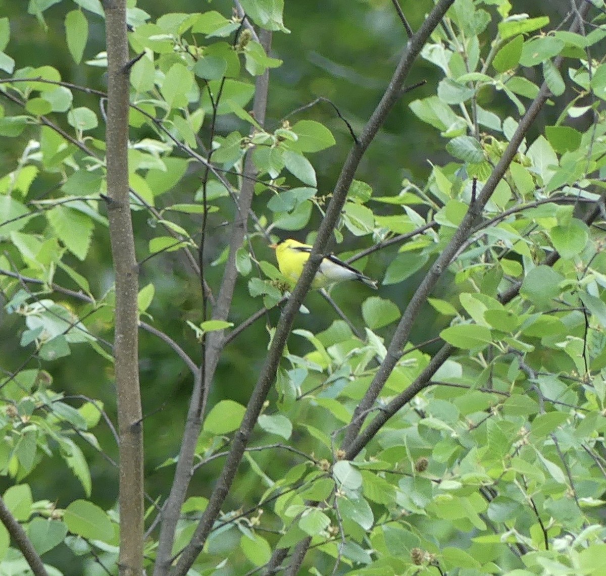 American Goldfinch - ML635374232