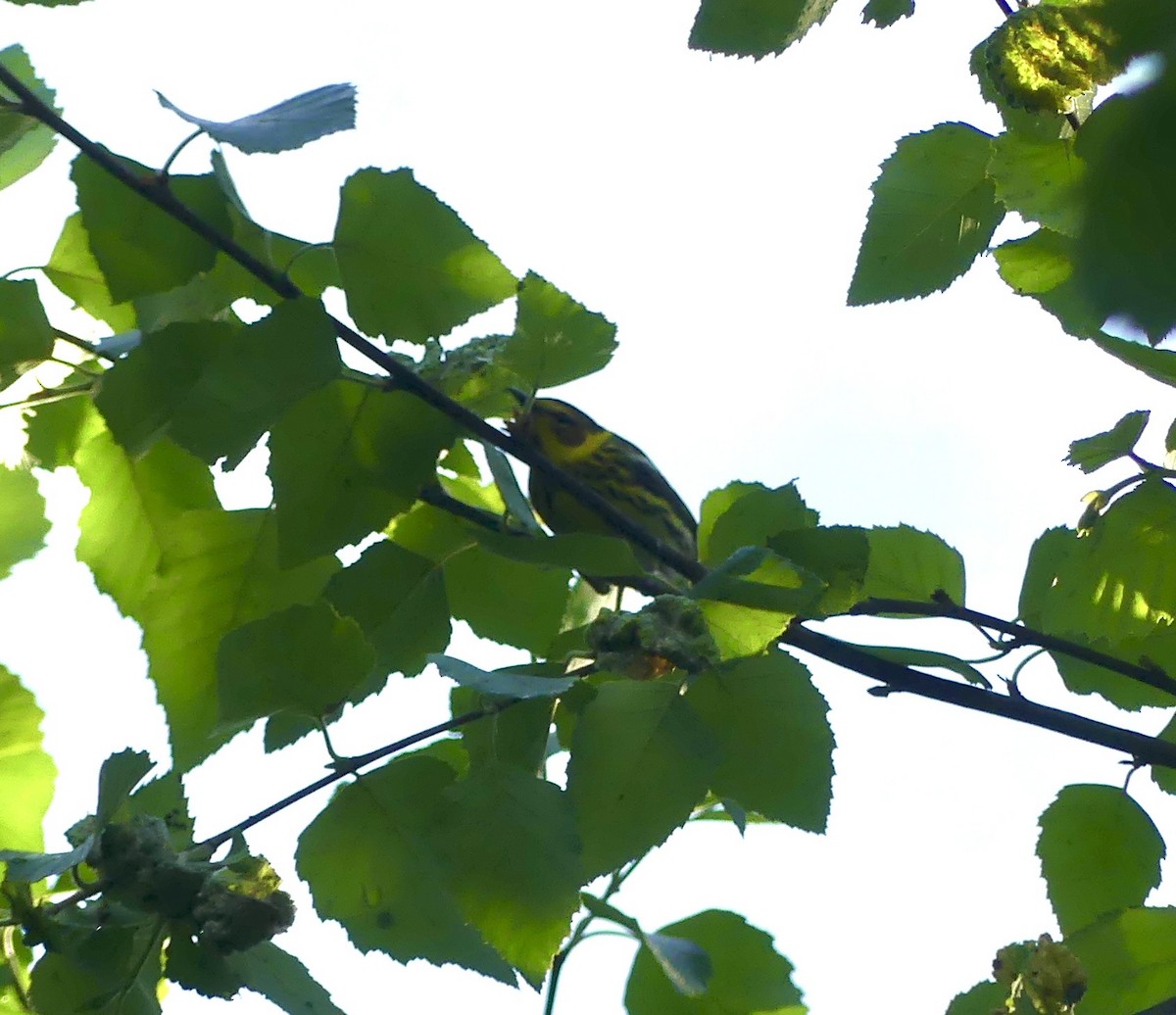 Cape May Warbler - ML635374271