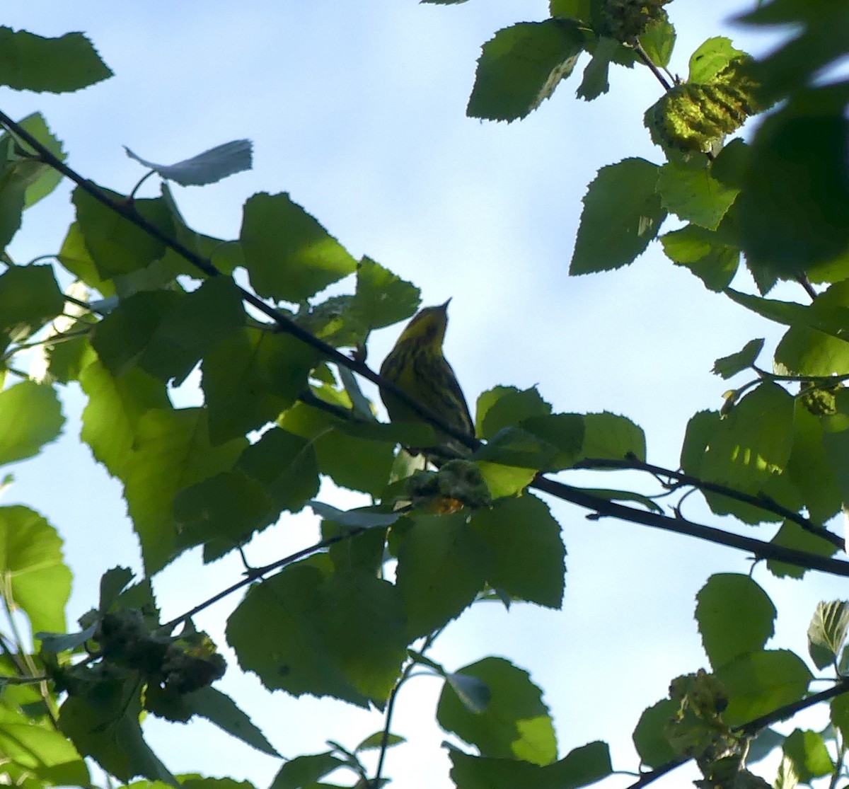 Cape May Warbler - ML635374272
