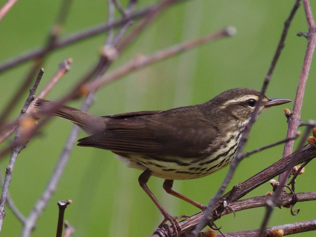 Northern Waterthrush - ML635374386
