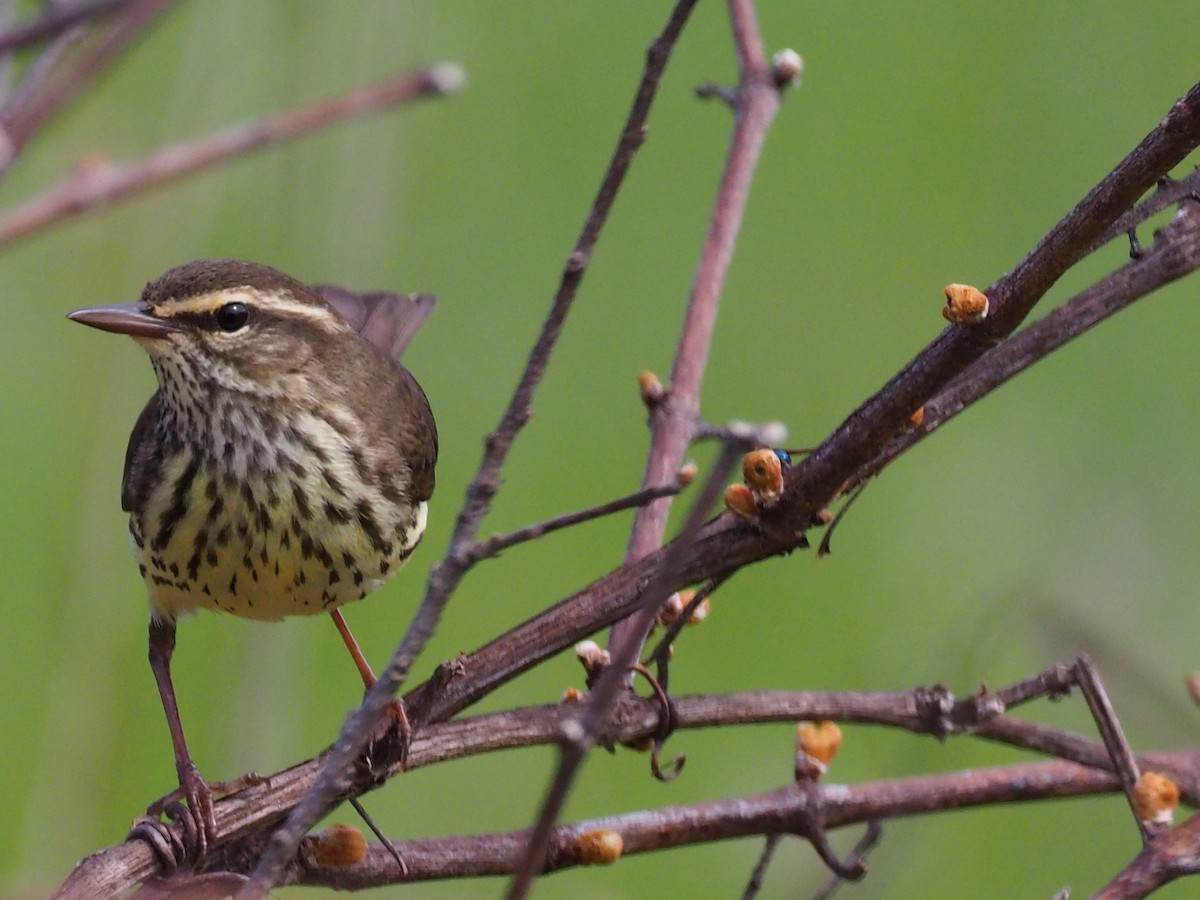 Northern Waterthrush - ML635374396