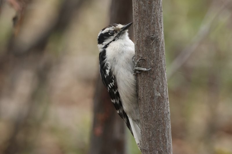 Downy Woodpecker - ML635374448