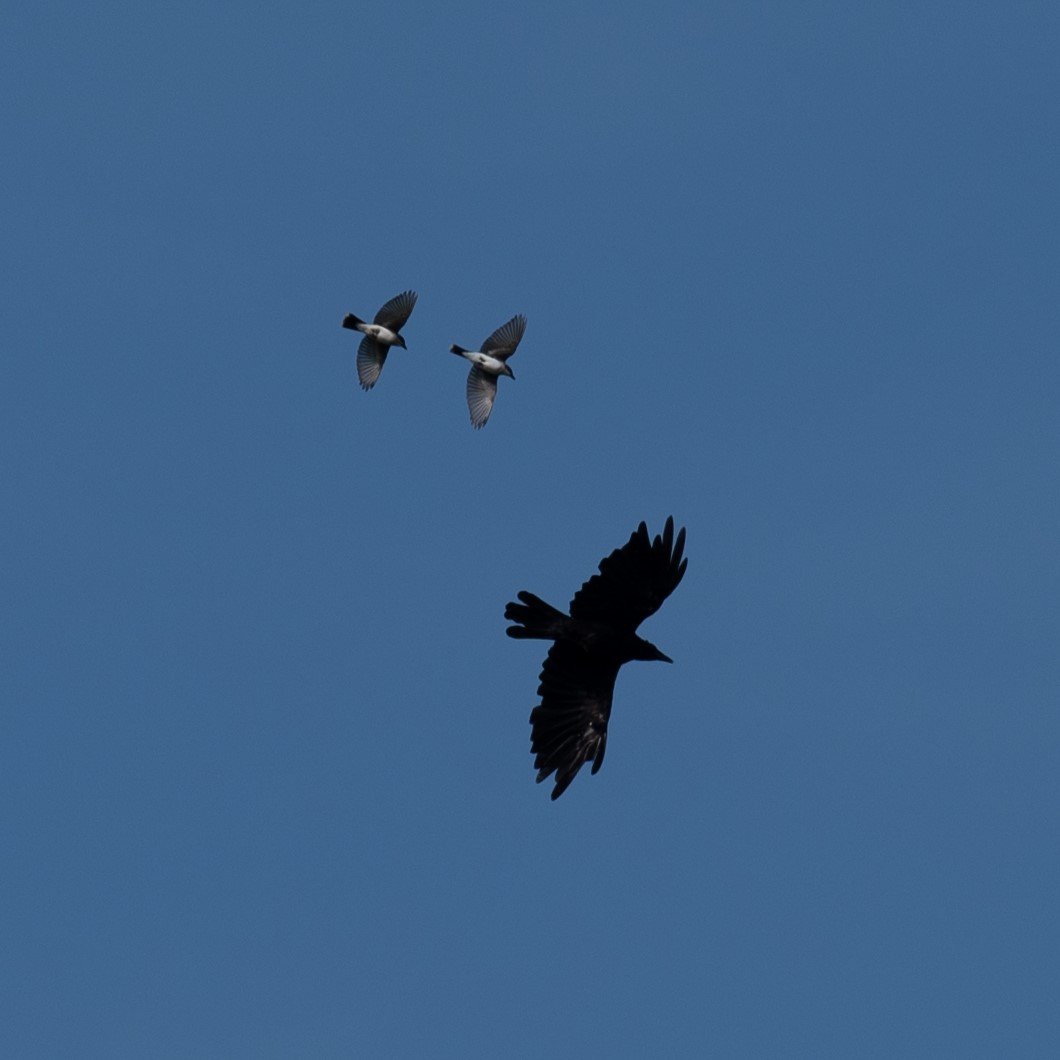 American Crow - ML635374543