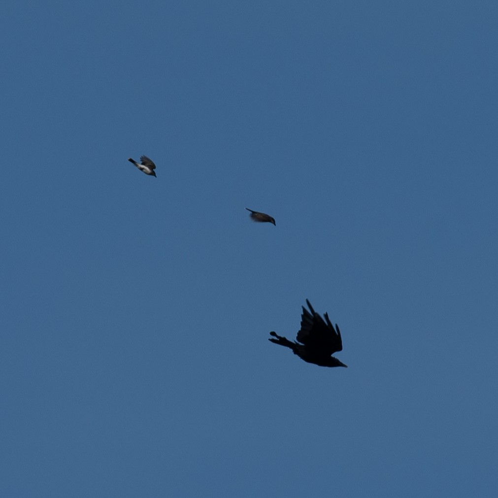 American Crow - ML635374544
