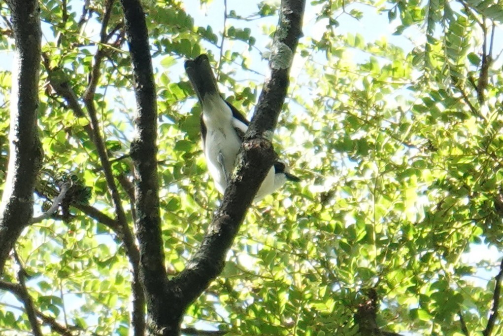 Gray-green Bushshrike - ML635374685