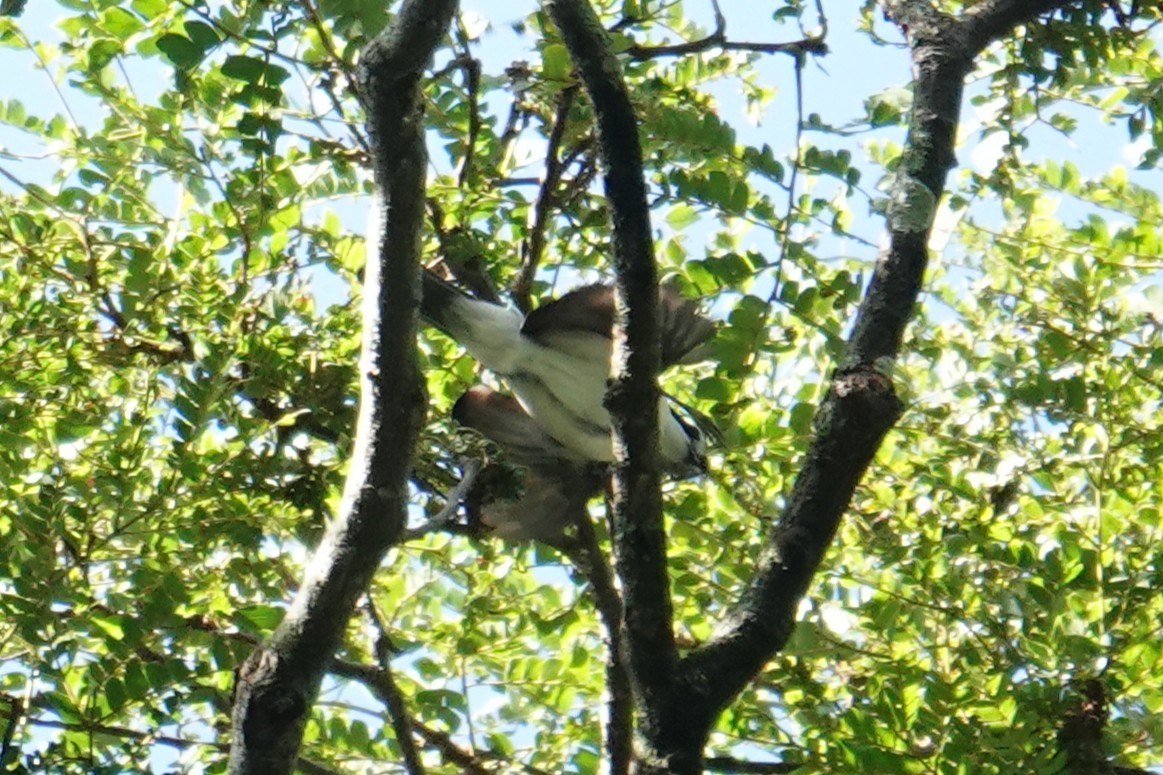 Gray-green Bushshrike - ML635374686