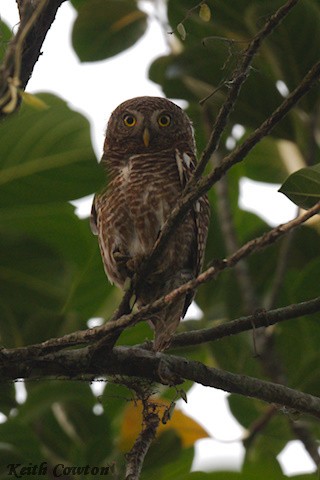 Asian Barred Owlet - ML635374696