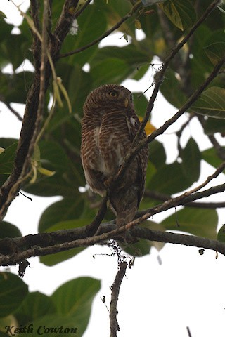 Asian Barred Owlet - ML635374697