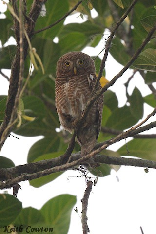 Asian Barred Owlet - ML635374698