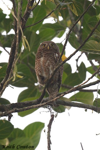 Asian Barred Owlet - ML635374699