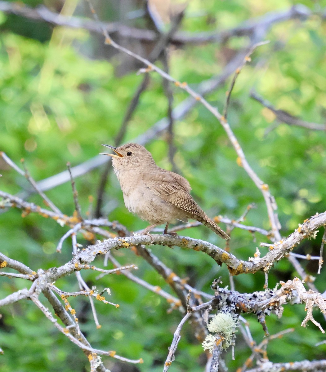 Northern House Wren - ML635374716