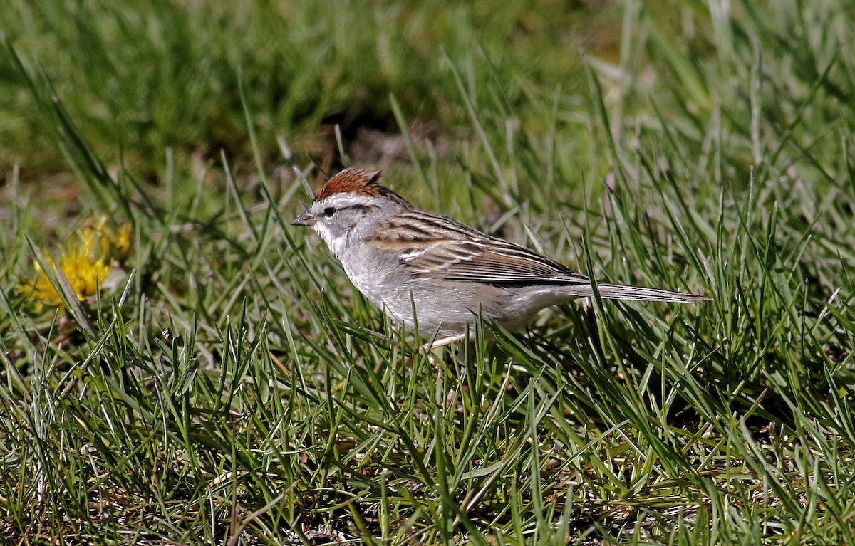 Chipping Sparrow - ML635374747