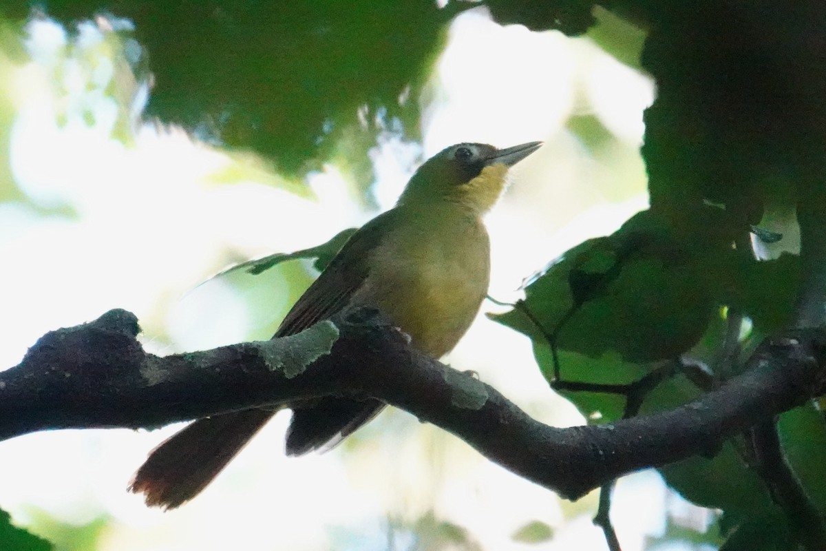 Red-tailed Bristlebill - ML635374766