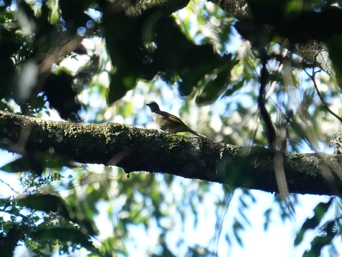 Shelley's Greenbul (Kakamega) - ML635374770