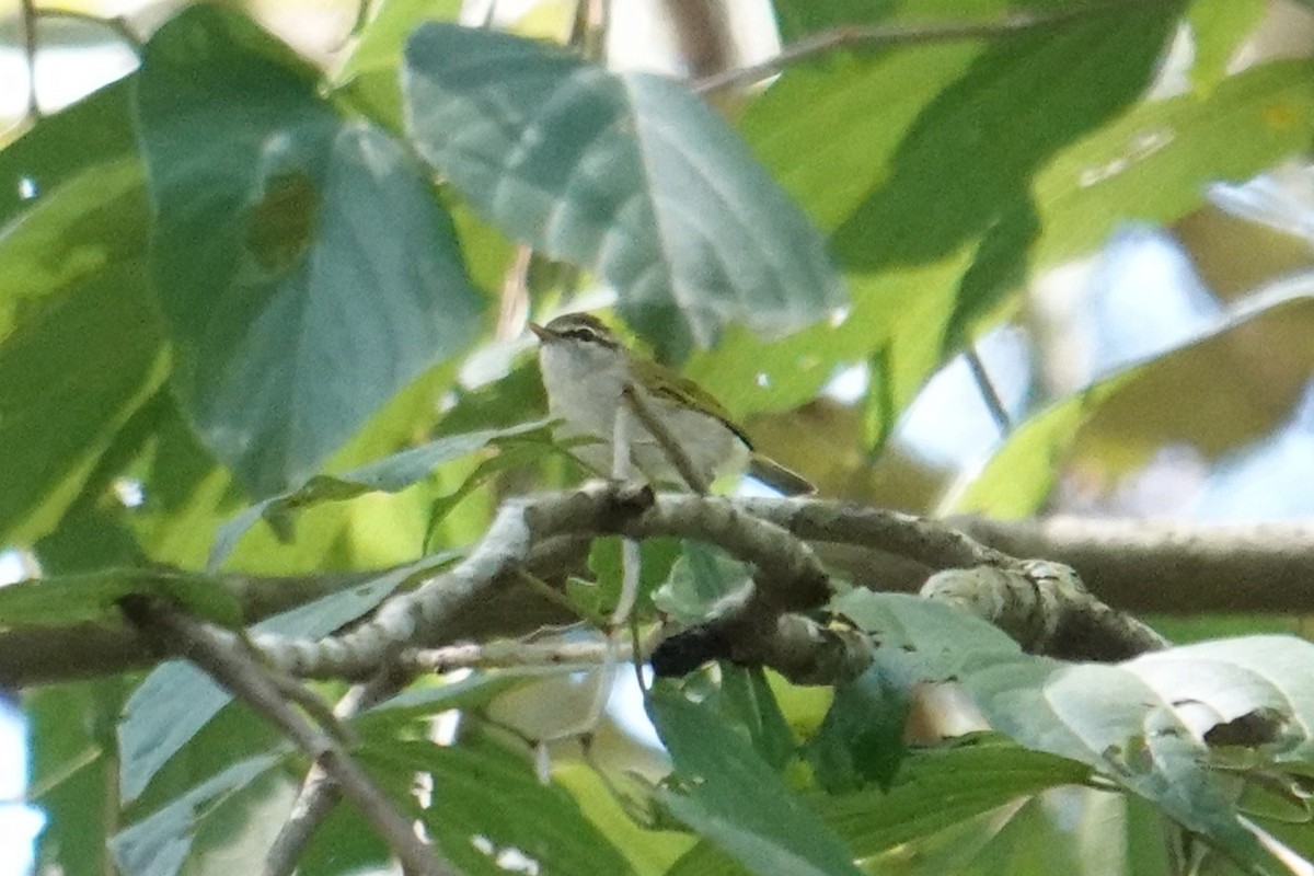 Uganda Woodland-Warbler - ML635374775