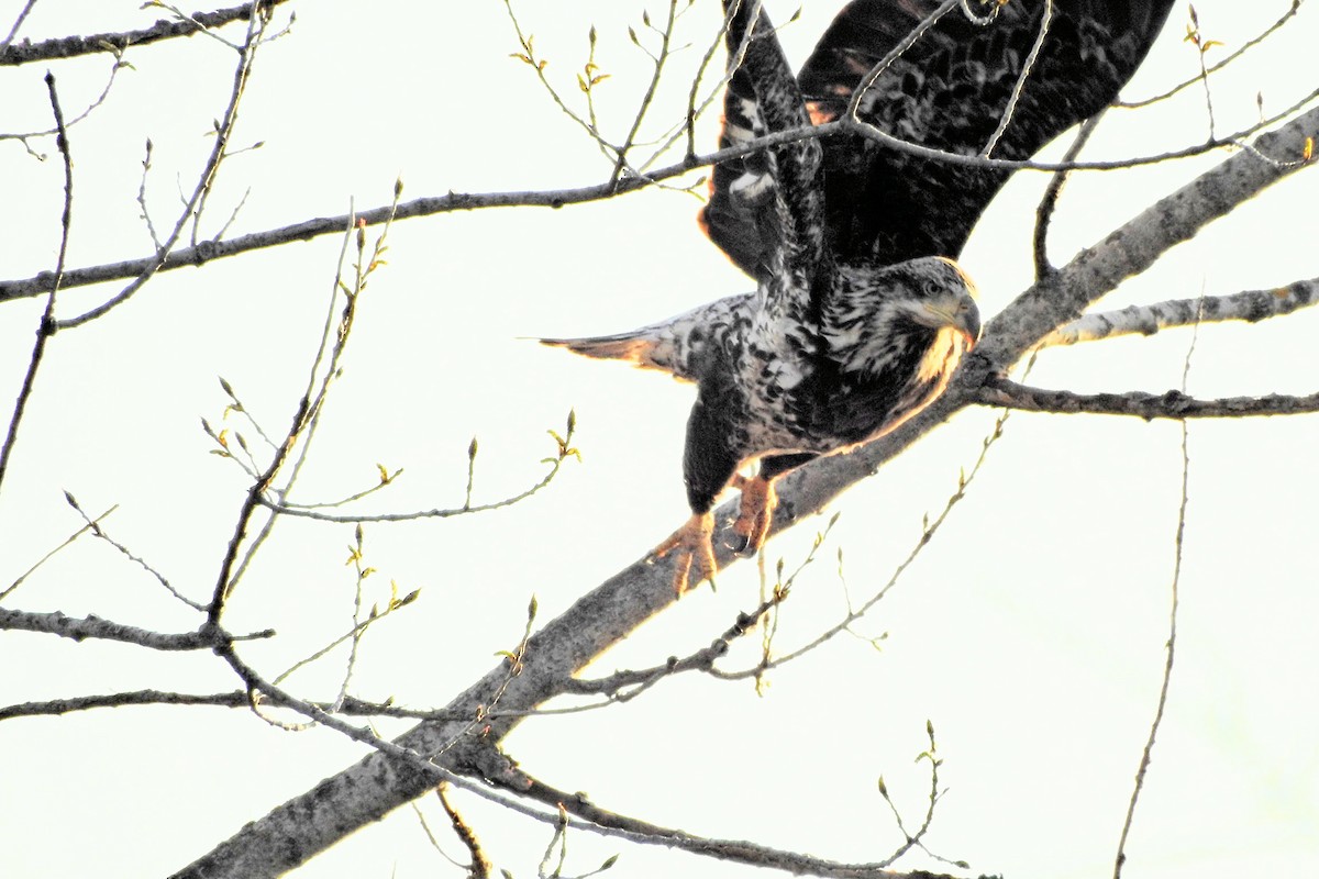 Weißkopf-Seeadler - ML635374778