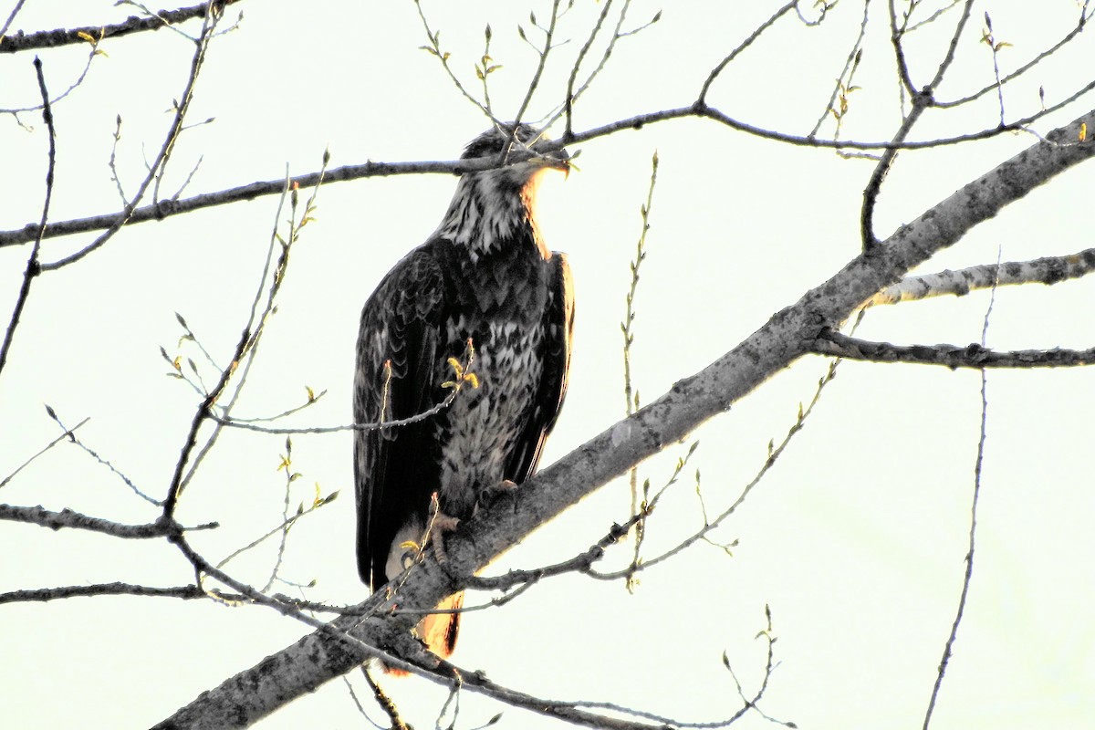 Weißkopf-Seeadler - ML635374784
