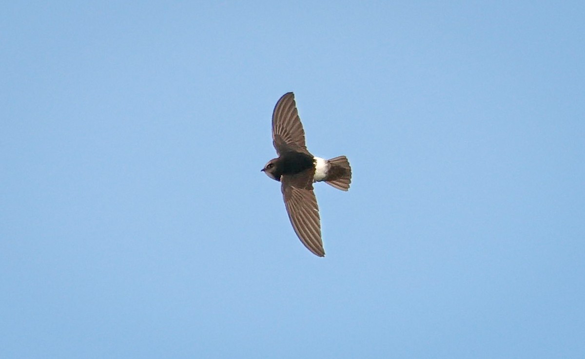Little Swift - ML635374797