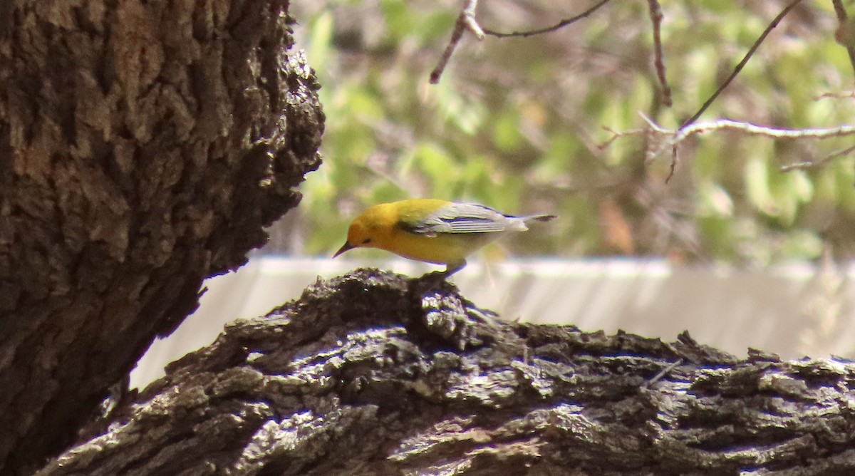Prothonotary Warbler - ML635374811