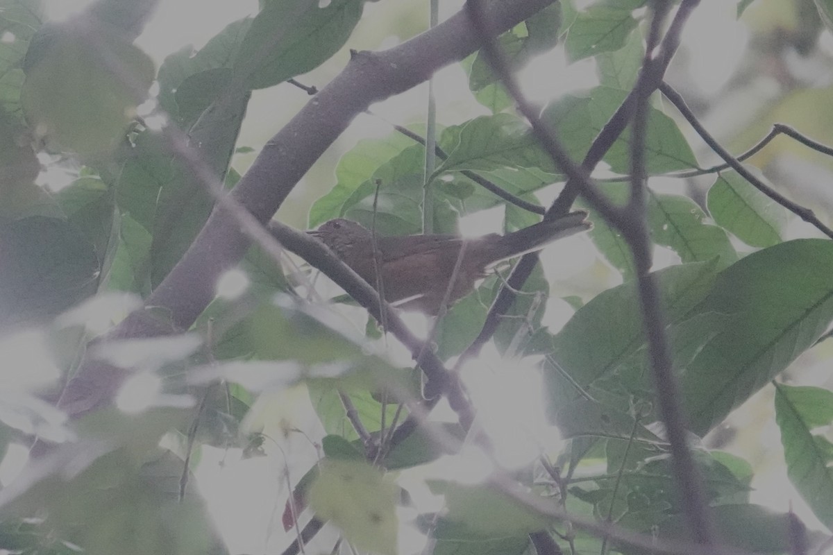White-tailed Ant-Thrush - ML635374832
