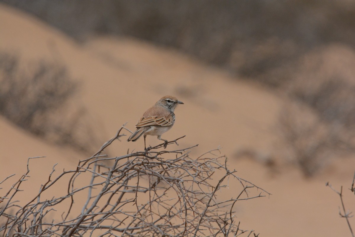 Dune Lark - ML635374851