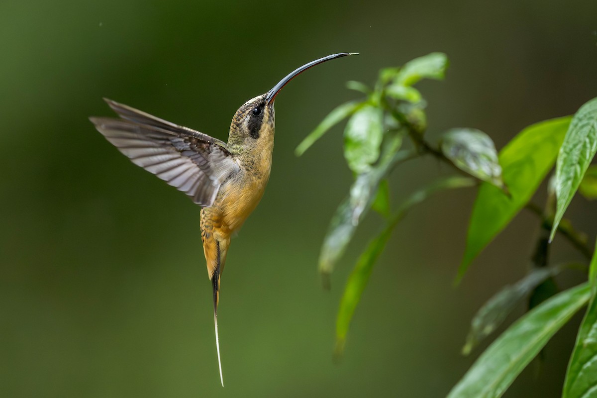 Tawny-bellied Hermit - ML635374888