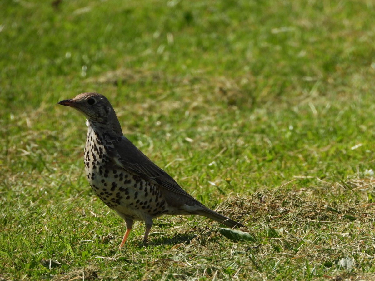 Mistle Thrush - ML635374938