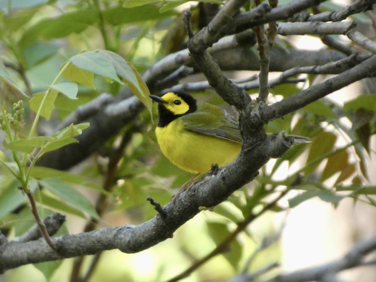 Hooded Warbler - ML635374940
