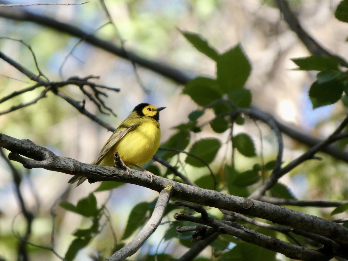 Hooded Warbler - ML635374941