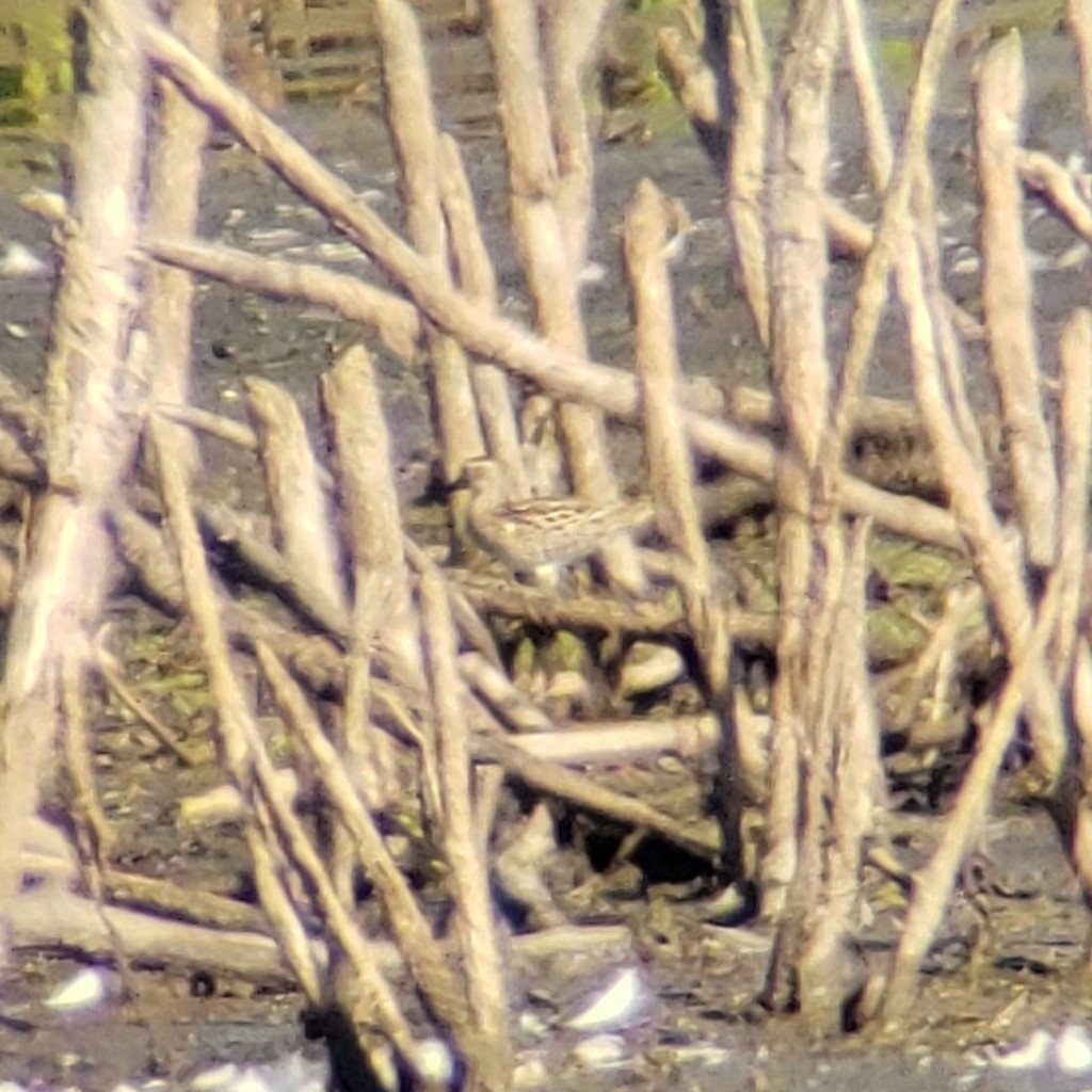 Graubrust-Strandläufer - ML635374985