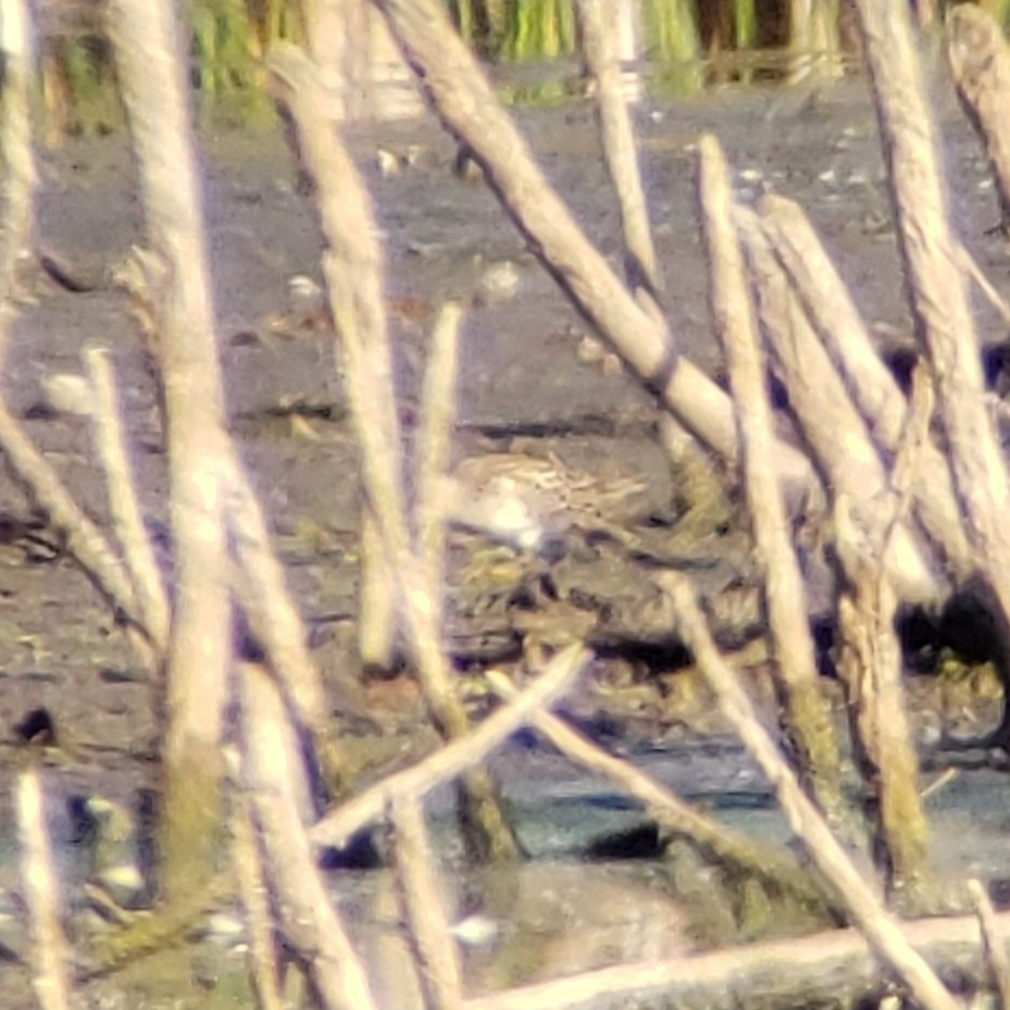 Graubrust-Strandläufer - ML635374986