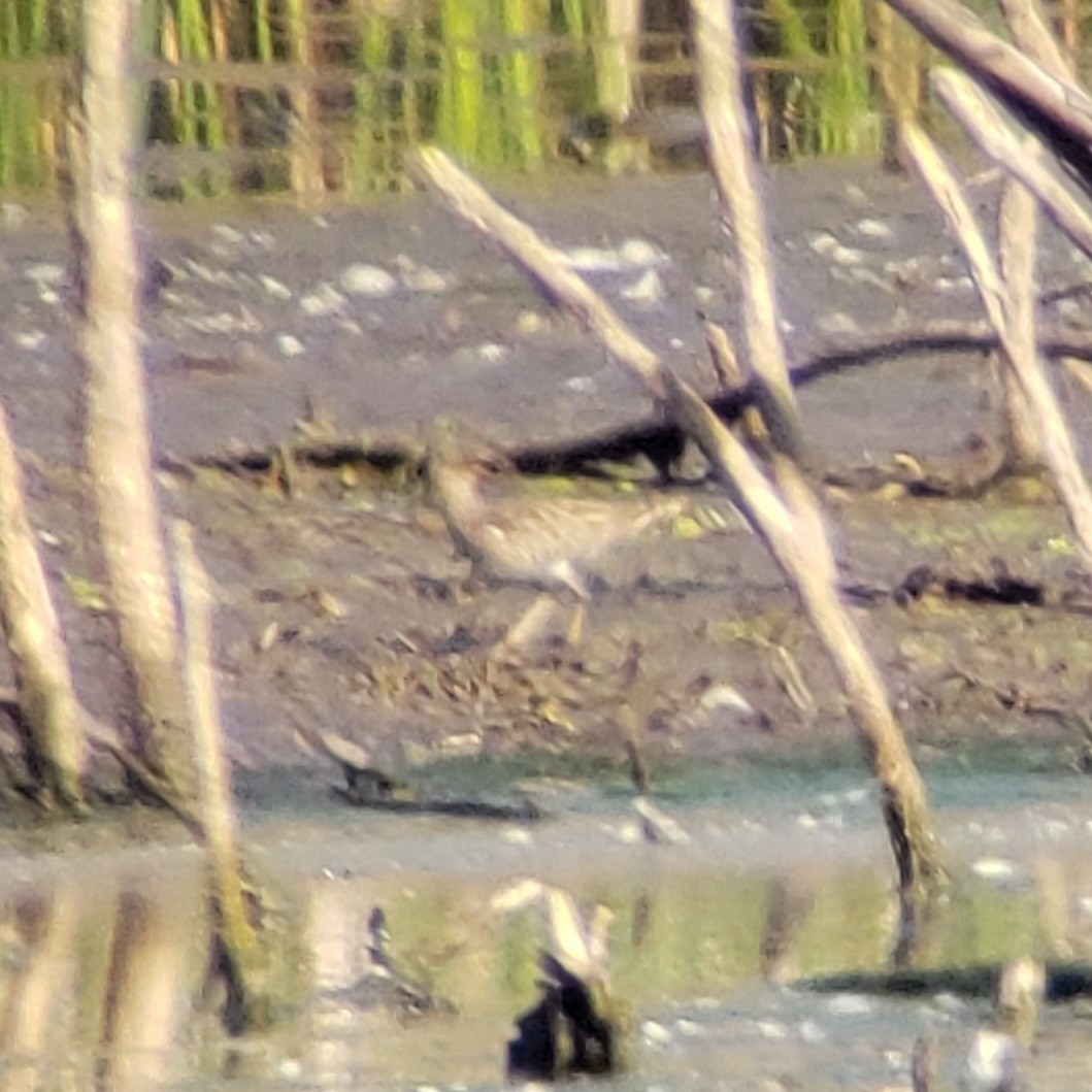 Graubrust-Strandläufer - ML635374989