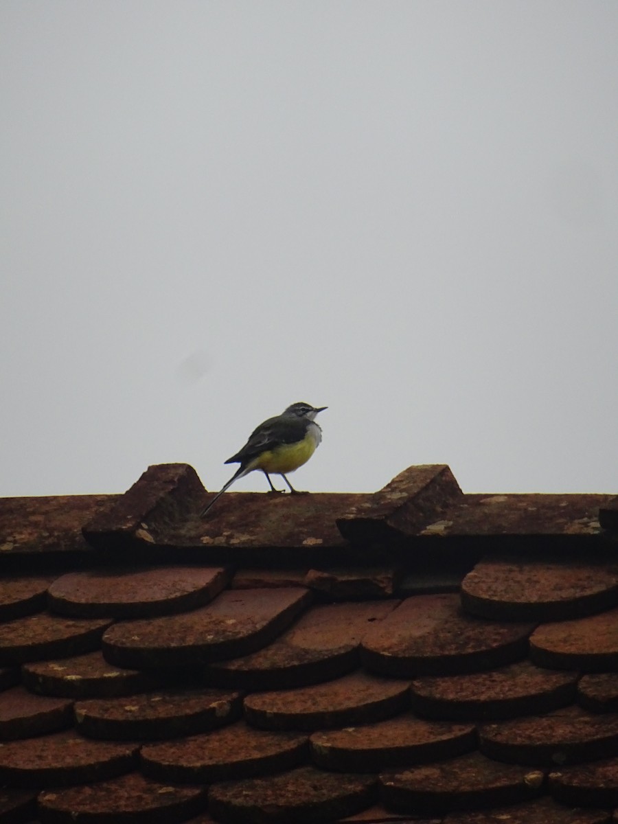 Madagascar Wagtail - ML635375033
