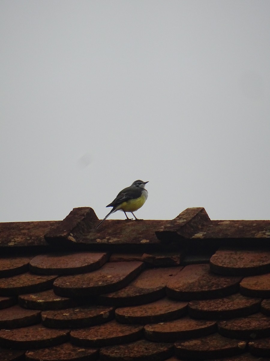 Madagascar Wagtail - ML635375034