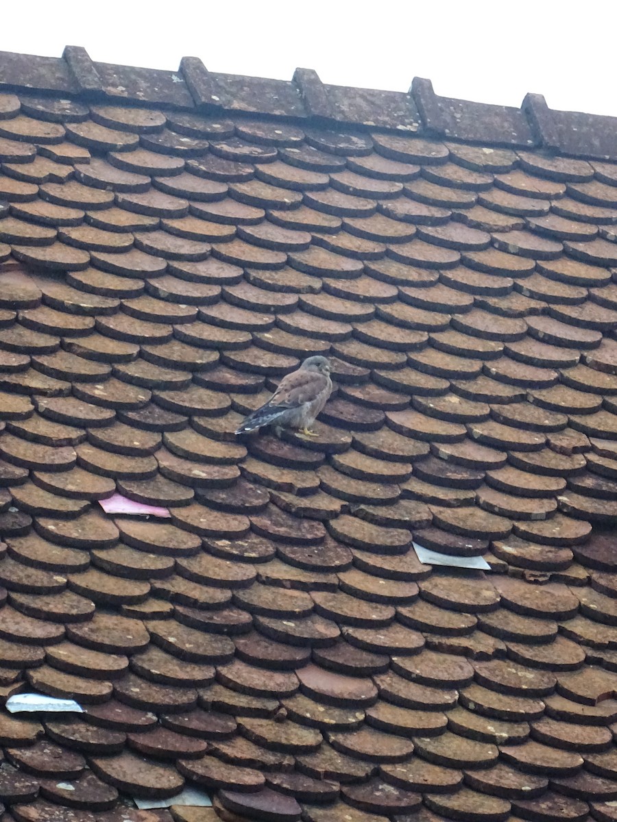 Malagasy Kestrel - ML635375045