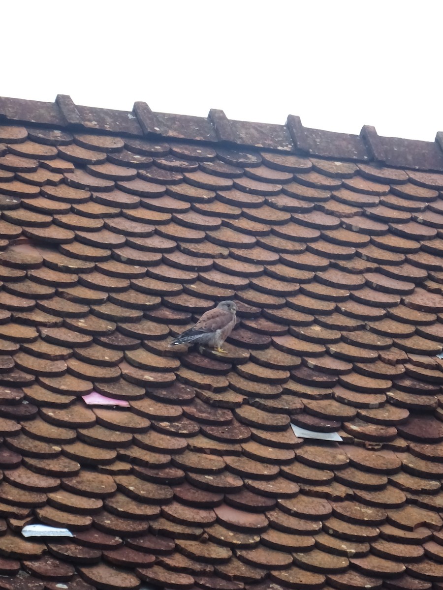 Malagasy Kestrel - ML635375046