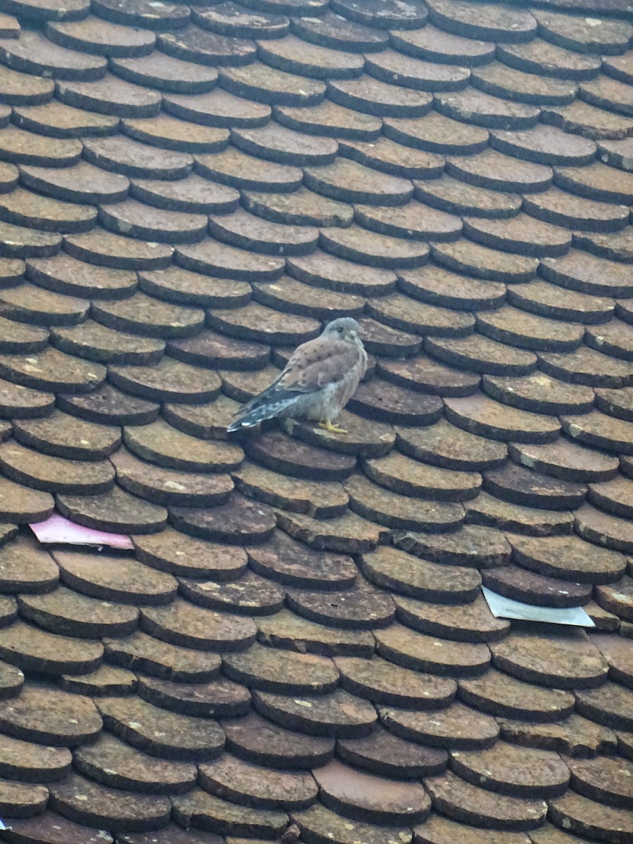 Malagasy Kestrel - ML635375047