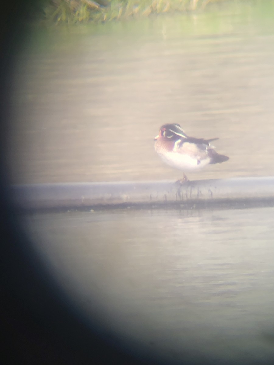 Wood Duck - ML635375061