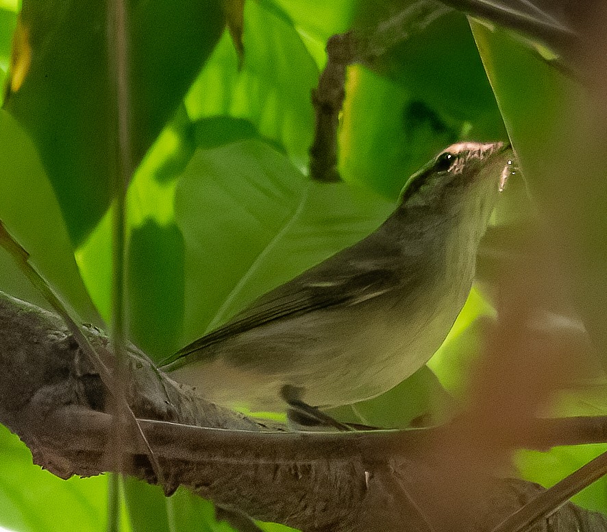 Large-billed Leaf Warbler - ML635375072