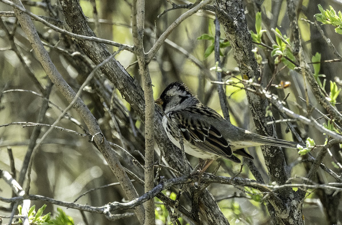 Harris's Sparrow - ML635375076