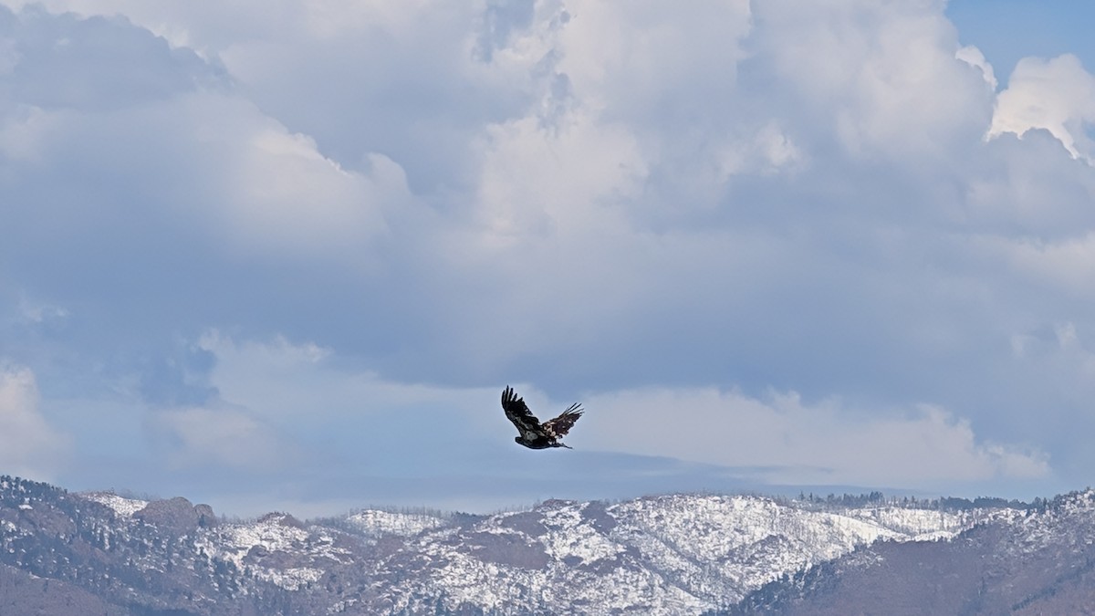 Bald Eagle - ML635375079