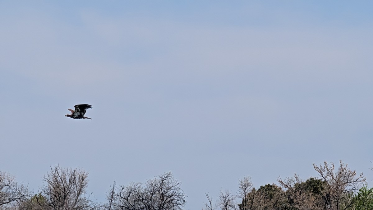 Bald Eagle - ML635375080