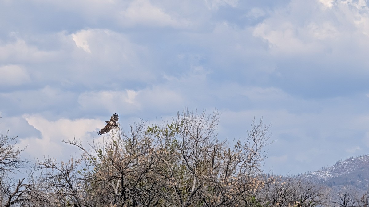 Bald Eagle - ML635375081