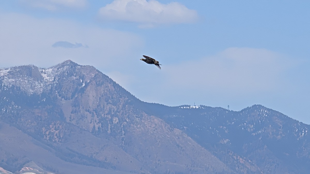 Bald Eagle - ML635375082