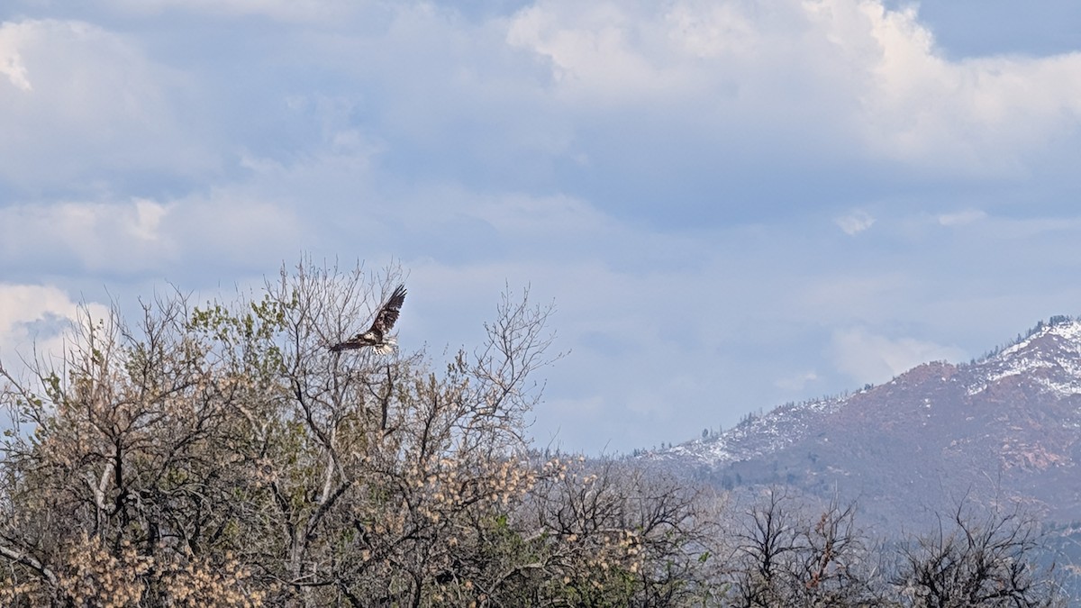 Bald Eagle - ML635375083