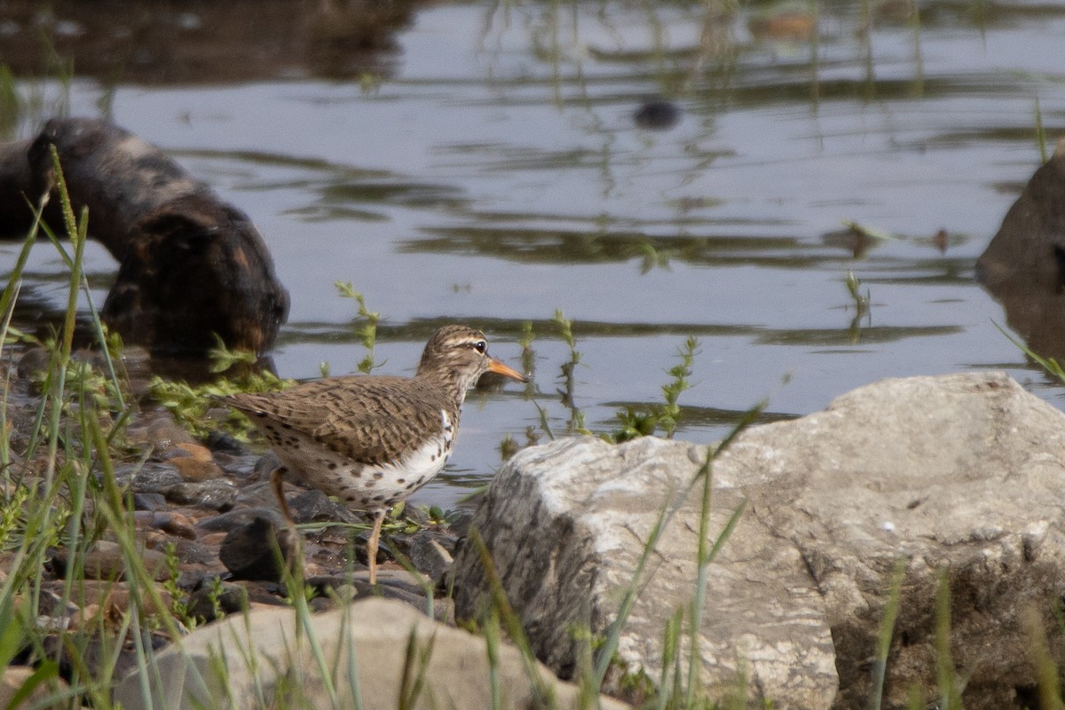Spotted Sandpiper - ML635375126