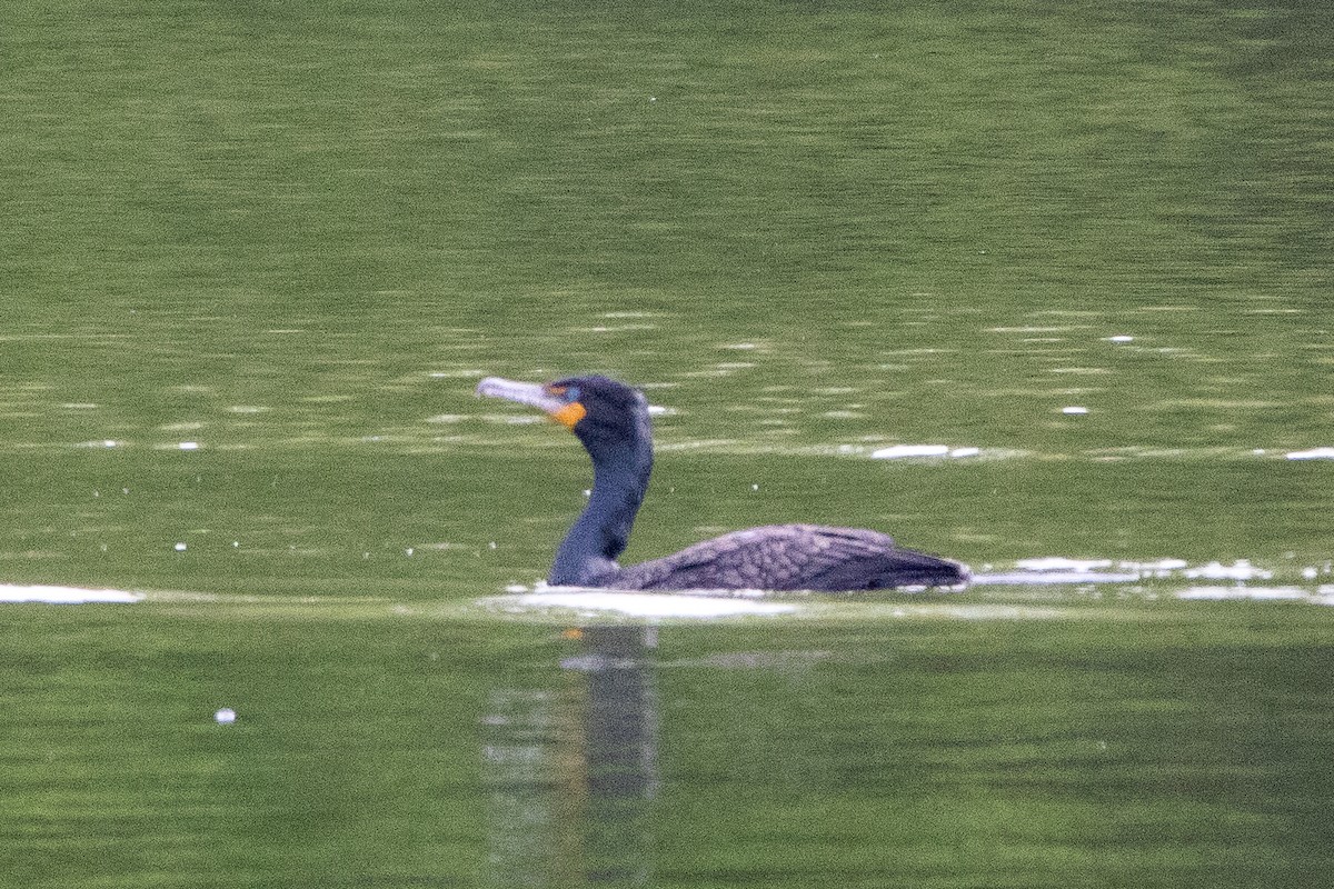 Double-crested Cormorant - ML635375165