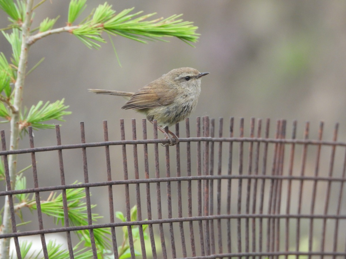 Brownish-flanked Bush Warbler - ML635375170